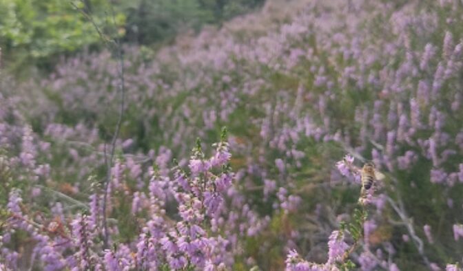 BlütenNektar für die Bienen - Blütenwiese mit Kräutern im Schwarzwald -