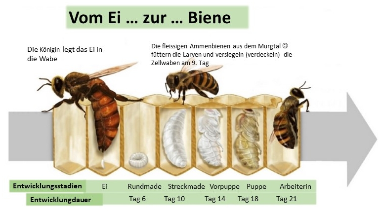 Biene Entwicklung Ei Made Honig bee abeja 蜂