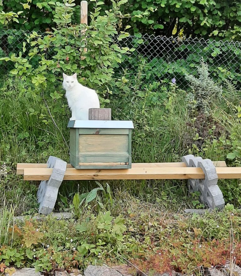 weisse Katze auf dem Blechdach (Bienenpopulation erweitern)