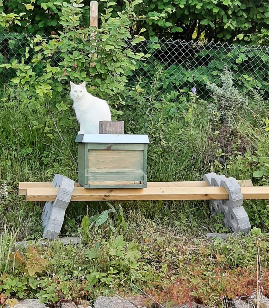 Murgtal Schwarzwald Biene katze auf Honig Kiste (Gernsbach)