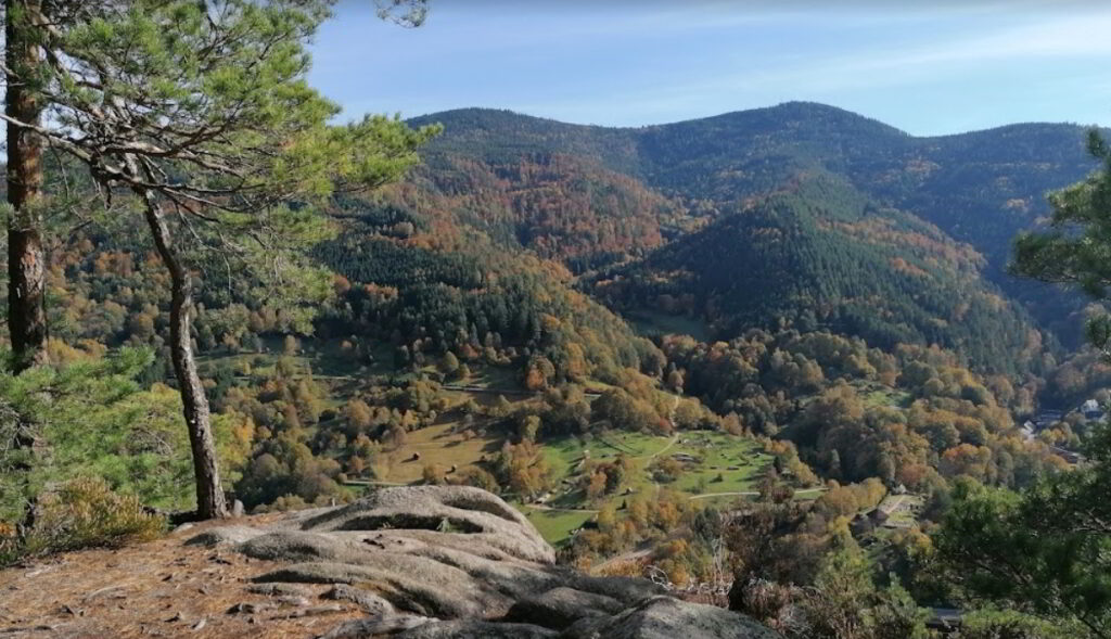 Schwarzwaldhonig regional Natur pur