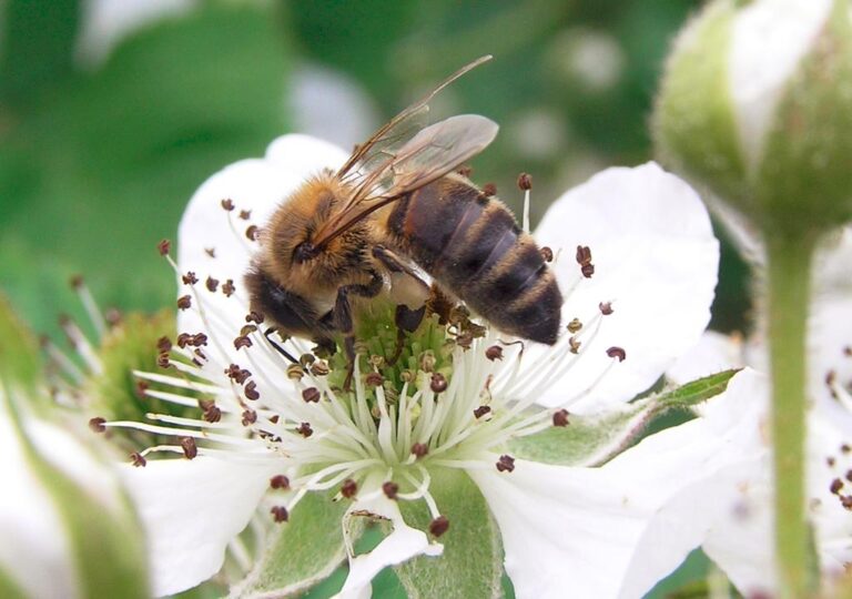 Dunkle Biene -Apis mellifera mellifera-