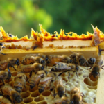 Propolis Schwarzwald Gesund und regional