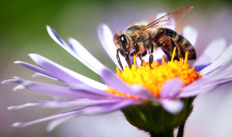 Honigbiene , Biene, Apis mellifera